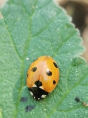 Coccinella septempunctata