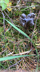 Helvella vespertina