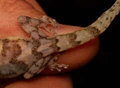 Afroedura haackei
