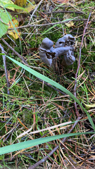Helvella vespertina