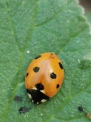 Coccinella septempunctata