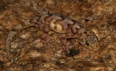 Afroedura haackei