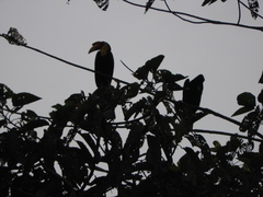 Rhabdotorrhinus corrugatus