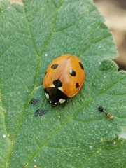 Coccinella septempunctata