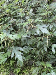 Girardinia diversifolia