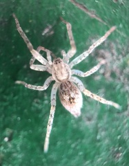 Anyphaena
