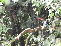 Pelargopsis capensis