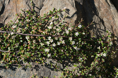 Cotoneaster morrisonensis