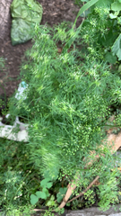 Cyclospermum leptophyllum