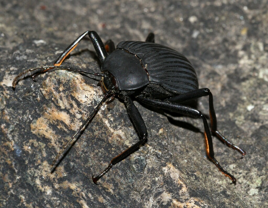 Eupezus natalensis