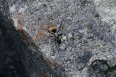 Polyrhachis ammon