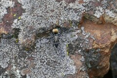 Polyrhachis ammon