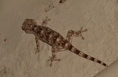 Homopholis walbergii