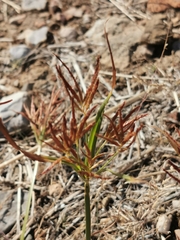 Cyperus rotundus