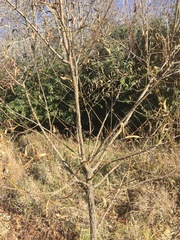 Salix nigra