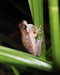 Litoria