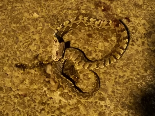 Photo of a Palestine Viper (Daboia palaestinae)