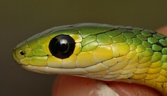 Philothamnus occidentalis