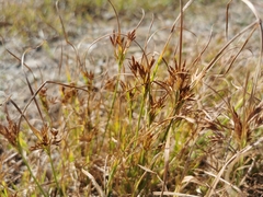 Cyperus rotundus