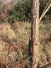Salix nigra