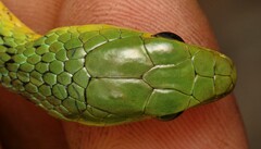 Philothamnus occidentalis