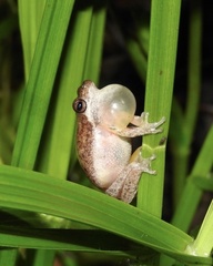 Litoria