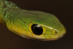 Philothamnus occidentalis