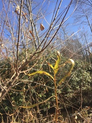 Salix nigra