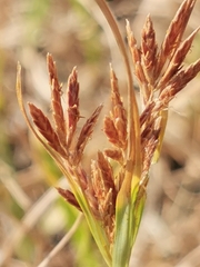 Cyperus rotundus