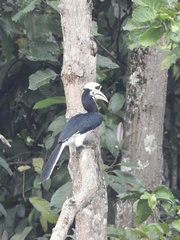 Anthracoceros albirostris