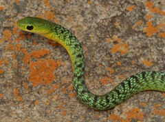 Philothamnus occidentalis