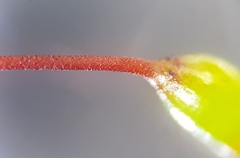 Sciuro-hypnum populeum