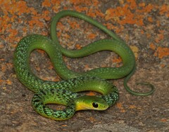 Philothamnus occidentalis