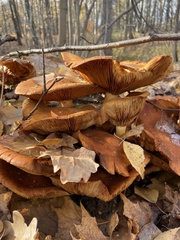 Fungi