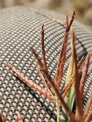 Cyperus rotundus