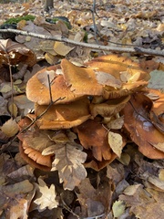 Fungi