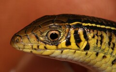 Gerrhosaurus flavigularis