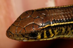 Gerrhosaurus flavigularis