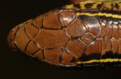 Gerrhosaurus flavigularis