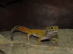 Eublepharis macularius