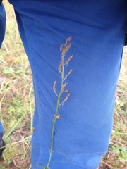 Rumex acetosa