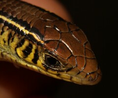 Gerrhosaurus flavigularis