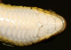 Gerrhosaurus flavigularis