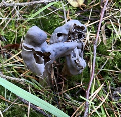 Helvella vespertina