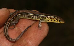 Gerrhosaurus flavigularis