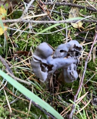 Helvella vespertina