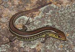 Gerrhosaurus flavigularis