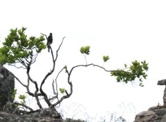 Accipiter melanoleucus