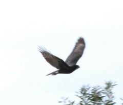 Accipiter melanoleucus