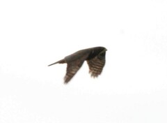 Accipiter melanoleucus